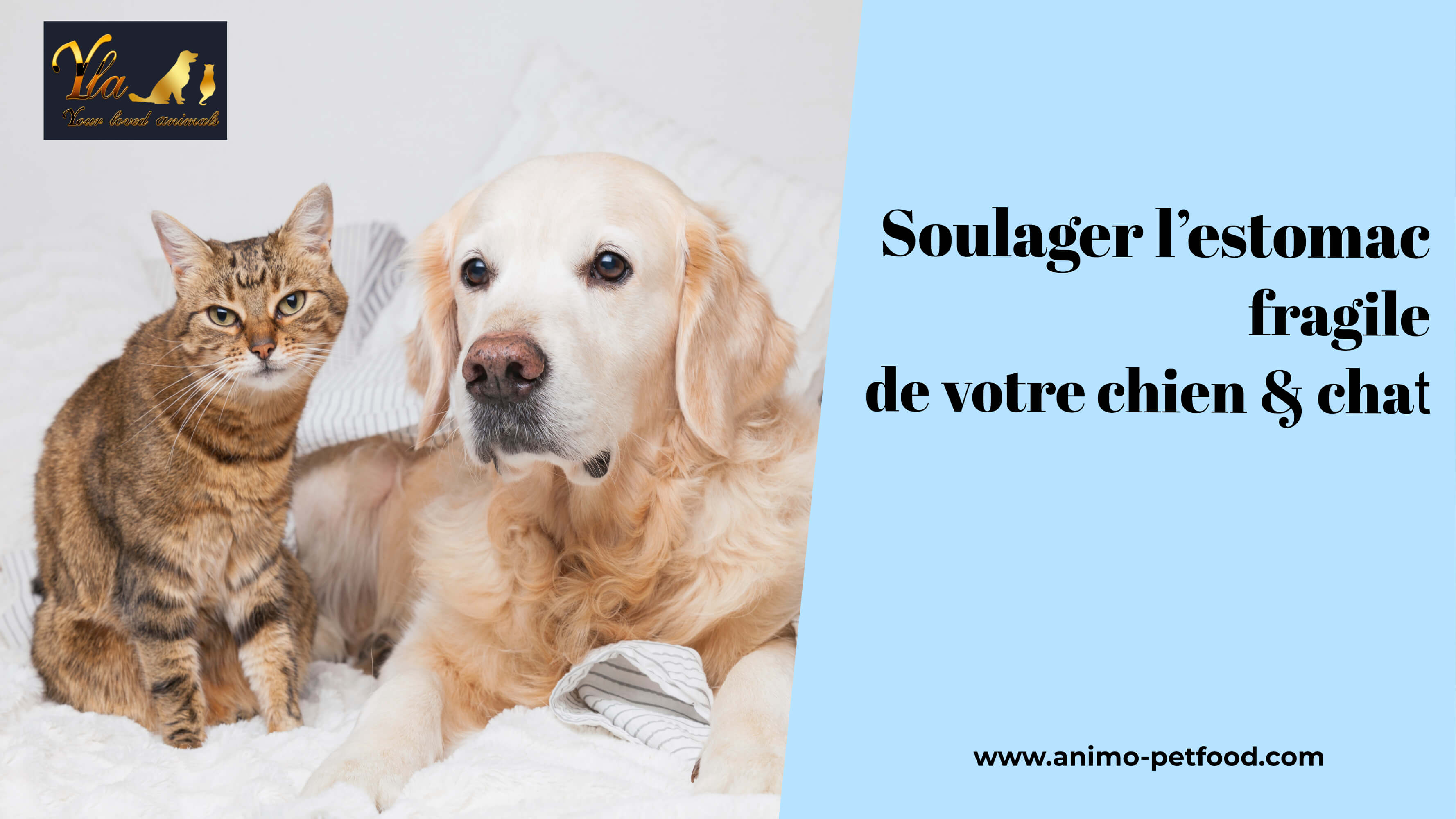 troubles digestifs chez le chien et le chat